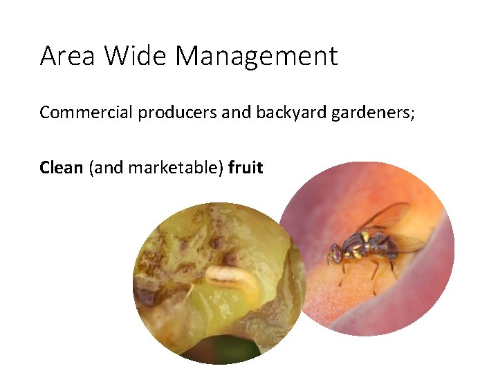 Area Wide Management Commercial producers and backyard gardeners; Clean (and marketable) fruit 