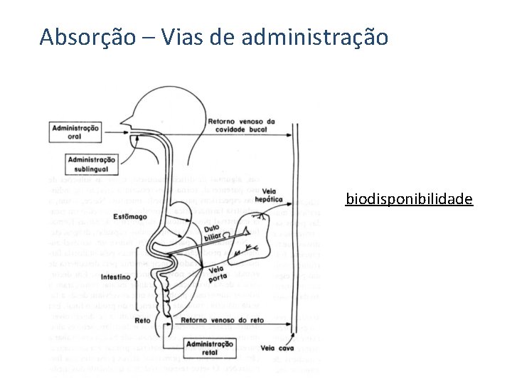 Absorção – Vias de administração biodisponibilidade 