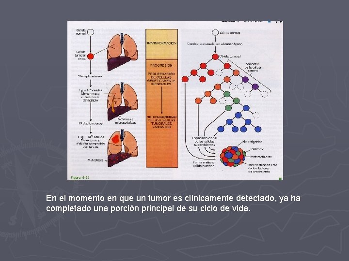 En el momento en que un tumor es clínicamente detectado, ya ha completado una