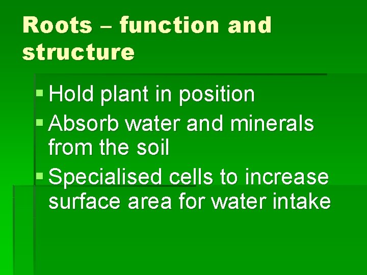 Roots – function and structure § Hold plant in position § Absorb water and