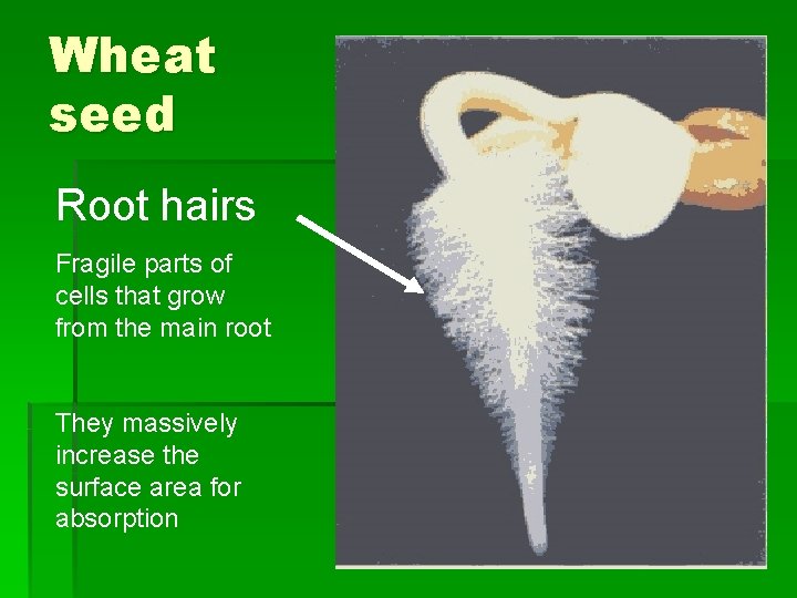 Wheat seed Root hairs Fragile parts of cells that grow from the main root