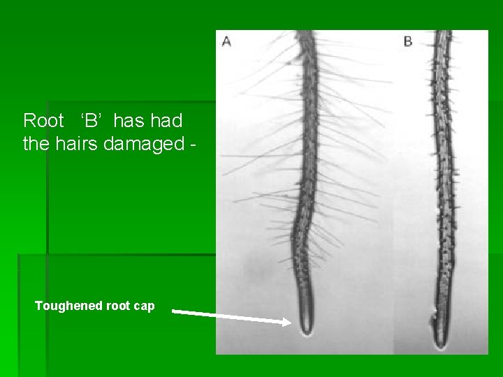 Root ‘B’ has had the hairs damaged - Toughened root cap 