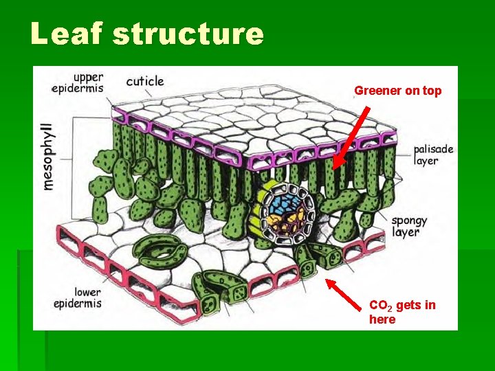 Leaf structure Greener on top CO 2 gets in here 