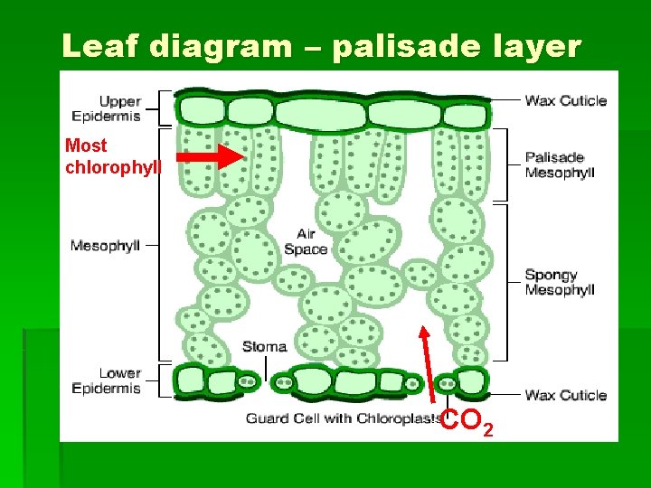 Leaf diagram – palisade layer Most chlorophyll CO 2 