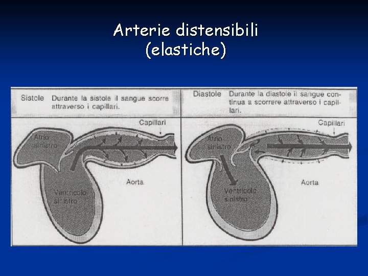 Arterie distensibili (elastiche) 