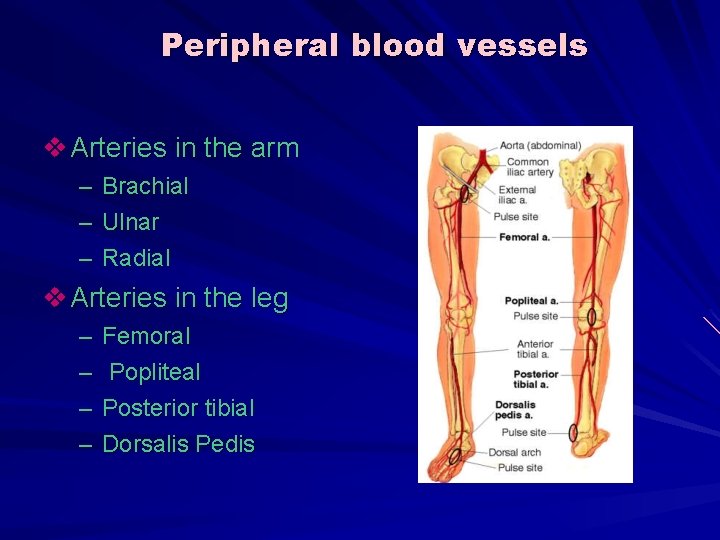 Peripheral blood vessels v Arteries in the arm – Brachial – Ulnar – Radial