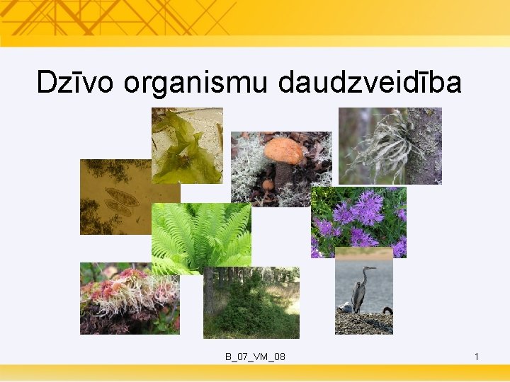 Dzīvo organismu daudzveidība B_07_VM_08 1 