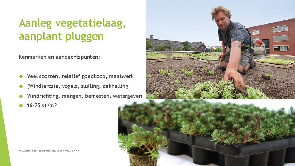 Aanleg vegetatielaag, aanplant pluggen Kenmerken en aandachtspunten: Veel soorten, relatief goedkoop, maatwerk (Wind)erosie, vogels, Aanleg vegetatielaag, aanplant pluggen Kenmerken en aandachtspunten: Veel soorten, relatief goedkoop, maatwerk (Wind)erosie, vogels,