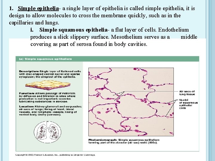 1. Simple epithelia- a single layer of epithelia is called simple epithelia, it is
