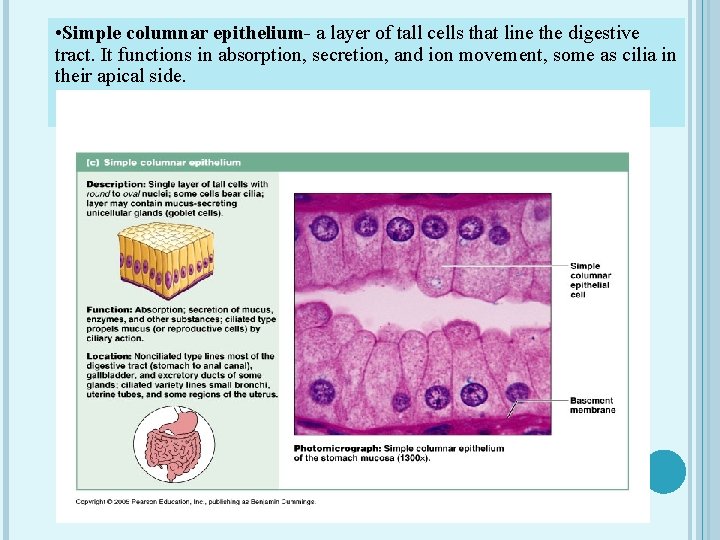  • Simple columnar epithelium- a layer of tall cells that line the digestive