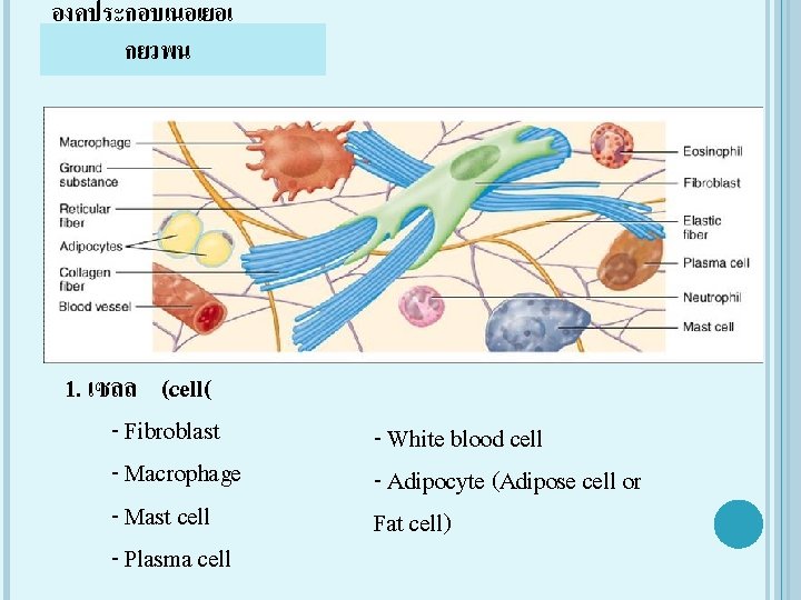 องคประกอบเนอเยอเ กยวพน 1. เซลล (cell( - Fibroblast - Macrophage - Mast cell - Plasma