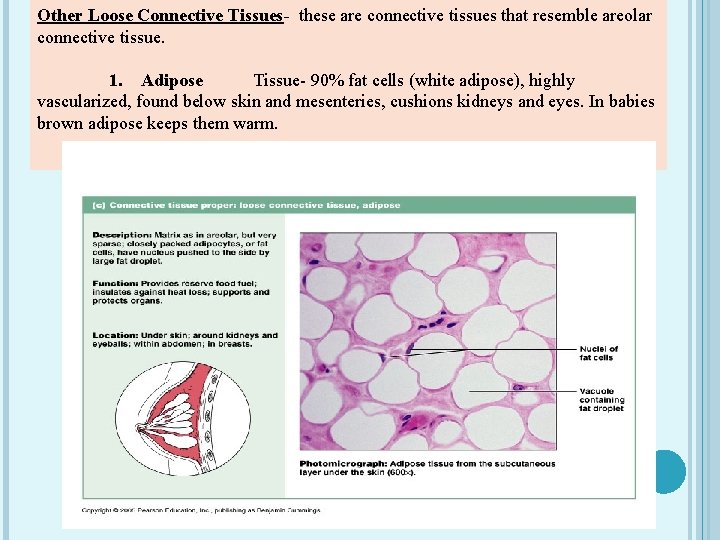 Other Loose Connective Tissues- these are connective tissues that resemble areolar connective tissue. 1.