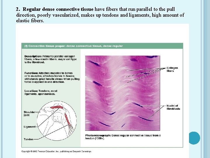 2. Regular dense connective tissue have fibers that run parallel to the pull direction,
