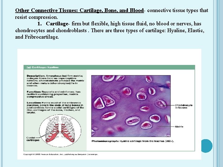 Other Connective Tissues: Cartilage, Bone, and Blood- connective tissue types that resist compression. 1.