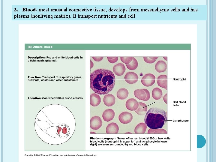3. Blood- most unusual connective tissue, develops from mesenchyme cells and has plasma (nonliving