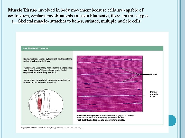 Muscle Tissue- involved in body movement because cells are capable of contraction, contains myofilaments