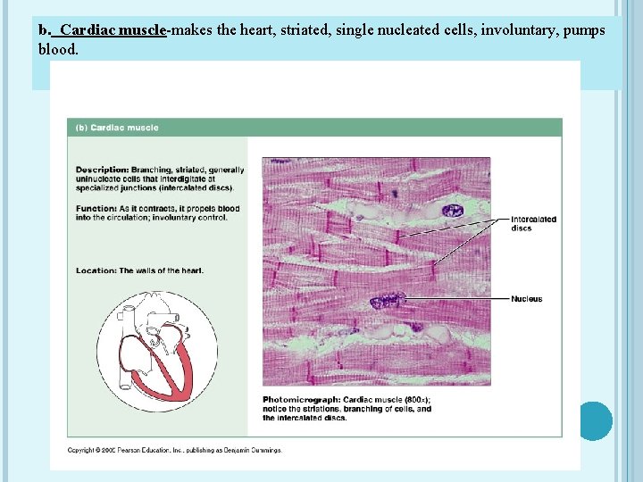 b. Cardiac muscle-makes the heart, striated, single nucleated cells, involuntary, pumps blood. 