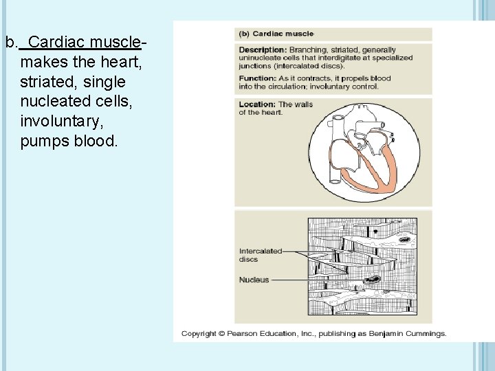 b. Cardiac musclemakes the heart, striated, single nucleated cells, involuntary, pumps blood. 