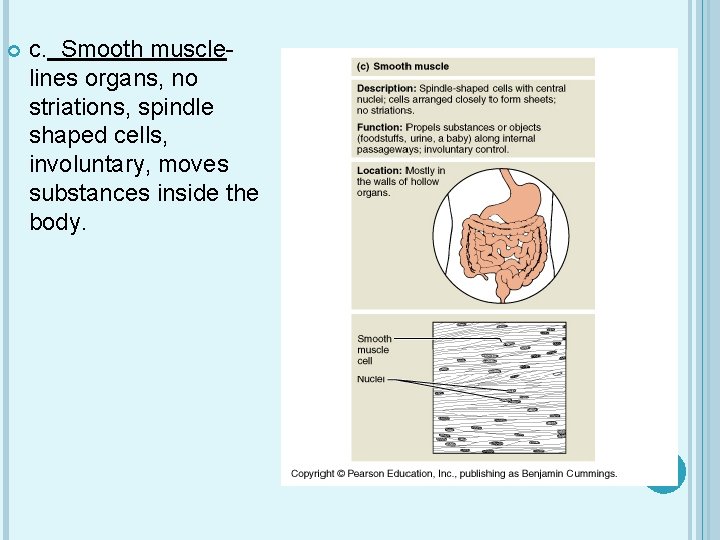  c. Smooth musclelines organs, no striations, spindle shaped cells, involuntary, moves substances inside