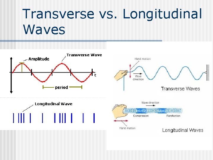 Transverse vs. Longitudinal Waves 