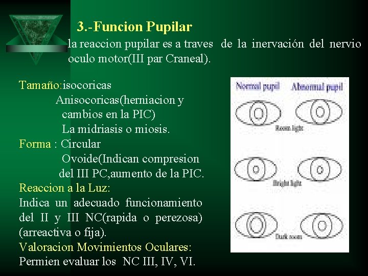 3. -Funcion Pupilar la reaccion pupilar es a traves de la inervación del nervio