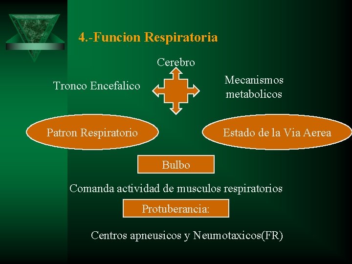 4. -Funcion Respiratoria Cerebro Mecanismos metabolicos Tronco Encefalico Patron Respiratorio Estado de la Via