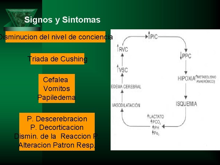 Signos y Sintomas Disminucion del nivel de conciencia Triada de Cushing Cefalea Vomitos Papiledema