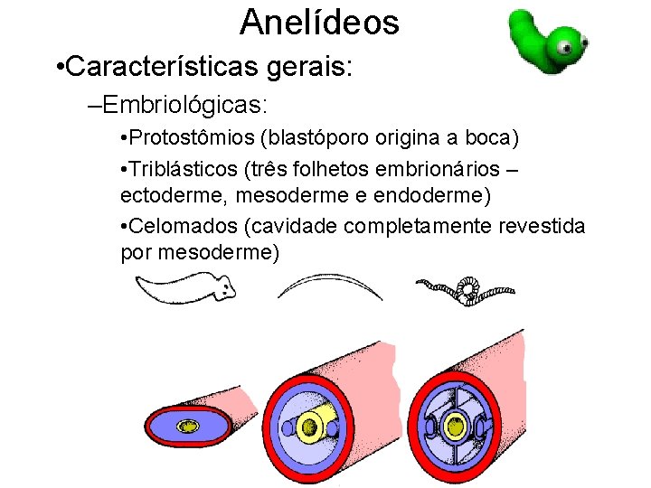 Anelídeos • Características gerais: –Embriológicas: • Protostômios (blastóporo origina a boca) • Triblásticos (três