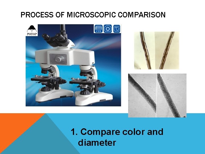 PROCESS OF MICROSCOPIC COMPARISON 1. Compare color and diameter 