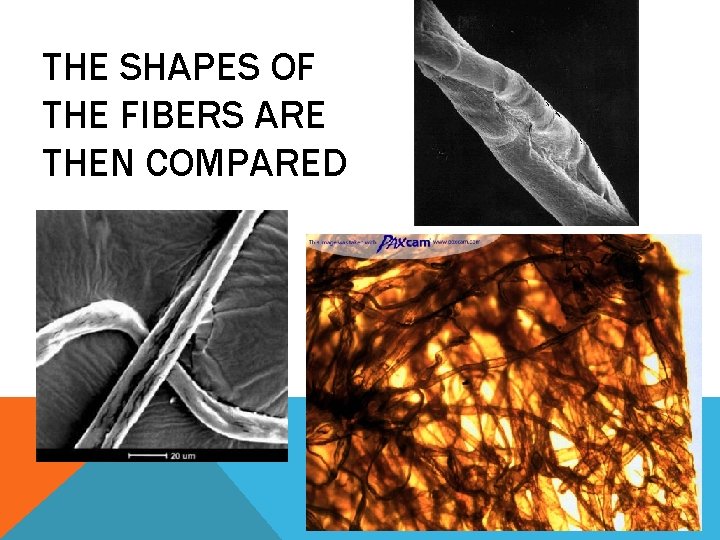 THE SHAPES OF THE FIBERS ARE THEN COMPARED 