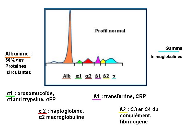 Gamma Albumine : Immuglobulines 60% des Protéines circulantes α 1 : orosomucoïde, α 1