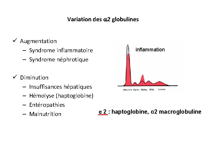 Variation des 2 globulines ü Augmentation – Syndrome inflammatoire – Syndrome néphrotique ü Diminution