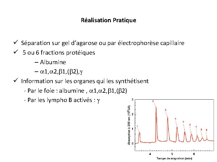 Réalisation Pratique ü Séparation sur gel d’agarose ou par électrophorèse capillaire ü 5 ou