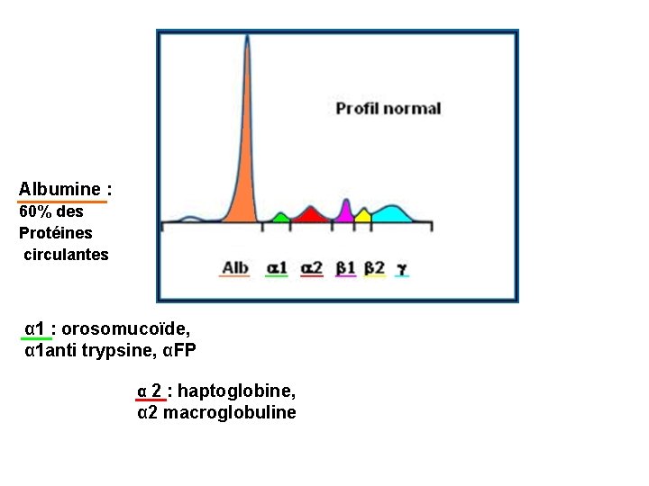 Albumine : 60% des Protéines circulantes α 1 : orosomucoïde, α 1 anti trypsine,