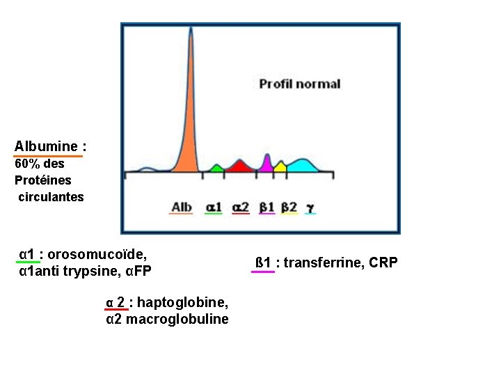 Albumine : 60% des Protéines circulantes α 1 : orosomucoïde, α 1 anti trypsine,