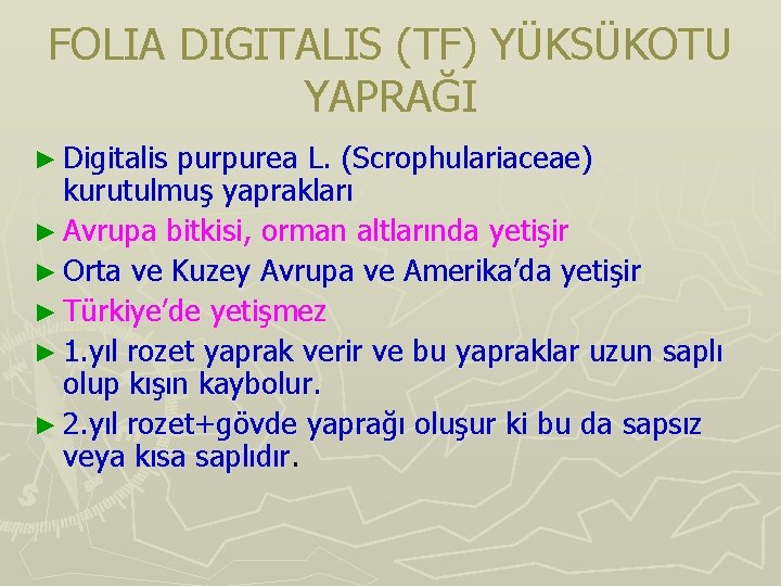 FOLIA DIGITALIS (TF) YÜKSÜKOTU YAPRAĞI ► Digitalis purpurea L. (Scrophulariaceae) kurutulmuş yaprakları ► Avrupa FOLIA DIGITALIS (TF) YÜKSÜKOTU YAPRAĞI ► Digitalis purpurea L. (Scrophulariaceae) kurutulmuş yaprakları ► Avrupa