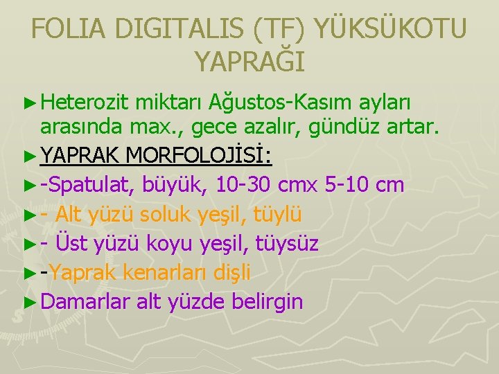 FOLIA DIGITALIS (TF) YÜKSÜKOTU YAPRAĞI ► Heterozit miktarı Ağustos-Kasım ayları arasında max. , gece FOLIA DIGITALIS (TF) YÜKSÜKOTU YAPRAĞI ► Heterozit miktarı Ağustos-Kasım ayları arasında max. , gece
