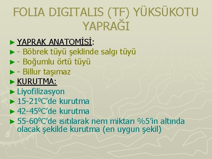 FOLIA DIGITALIS (TF) YÜKSÜKOTU YAPRAĞI ► YAPRAK ANATOMİSİ: ► - Böbrek tüyü şeklinde salgı FOLIA DIGITALIS (TF) YÜKSÜKOTU YAPRAĞI ► YAPRAK ANATOMİSİ: ► - Böbrek tüyü şeklinde salgı