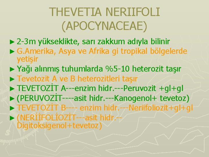 THEVETIA NERIIFOLI (APOCYNACEAE) ► 2 -3 m yükseklikte, sarı zakkum adıyla bilinir ► G. THEVETIA NERIIFOLI (APOCYNACEAE) ► 2 -3 m yükseklikte, sarı zakkum adıyla bilinir ► G.