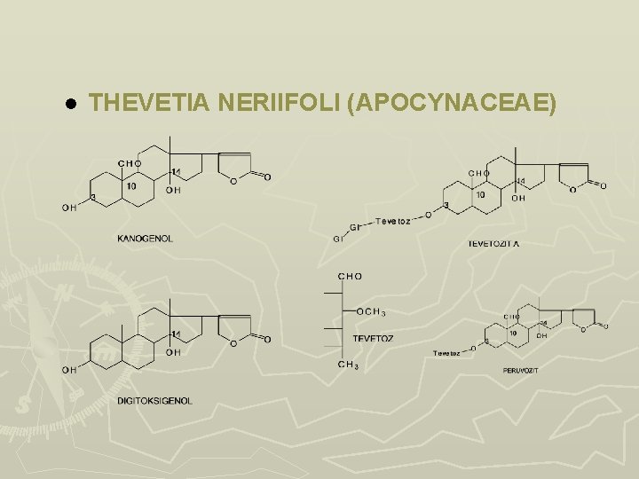 l THEVETIA NERIIFOLI (APOCYNACEAE) l THEVETIA NERIIFOLI (APOCYNACEAE)