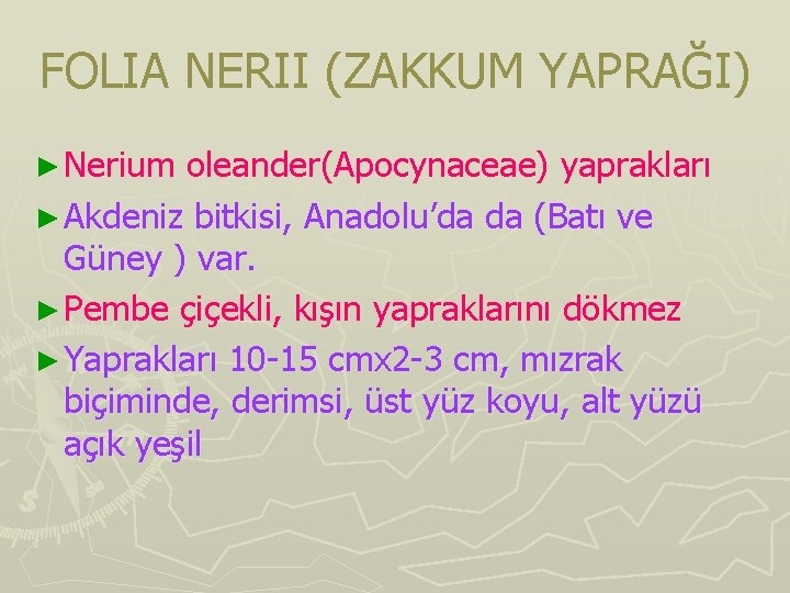 FOLIA NERII (ZAKKUM YAPRAĞI) ► Nerium oleander(Apocynaceae) yaprakları ► Akdeniz bitkisi, Anadolu’da da (Batı FOLIA NERII (ZAKKUM YAPRAĞI) ► Nerium oleander(Apocynaceae) yaprakları ► Akdeniz bitkisi, Anadolu’da da (Batı