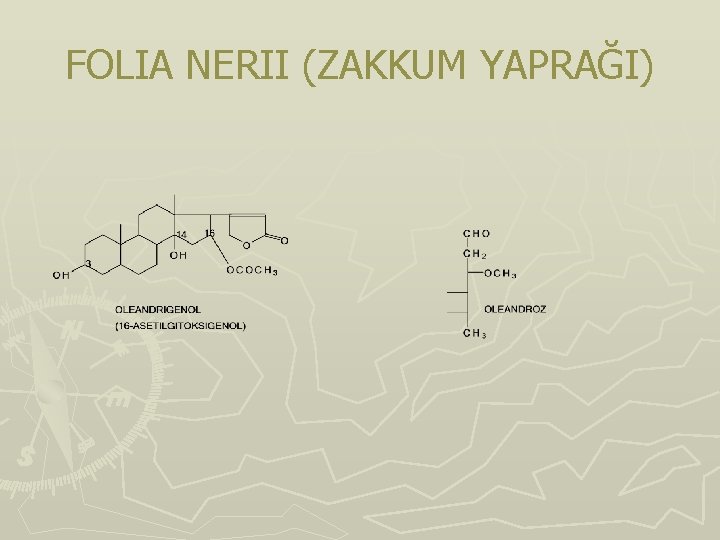 FOLIA NERII (ZAKKUM YAPRAĞI) FOLIA NERII (ZAKKUM YAPRAĞI)