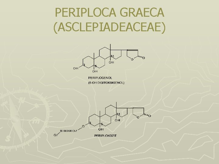 PERIPLOCA GRAECA (ASCLEPIADEACEAE) PERIPLOCA GRAECA (ASCLEPIADEACEAE)