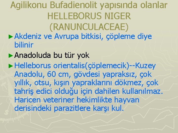 Agilikonu Bufadienolit yapısında olanlar HELLEBORUS NIGER (RANUNCULACEAE) ► Akdeniz ve Avrupa bitkisi, çöpleme diye Agilikonu Bufadienolit yapısında olanlar HELLEBORUS NIGER (RANUNCULACEAE) ► Akdeniz ve Avrupa bitkisi, çöpleme diye