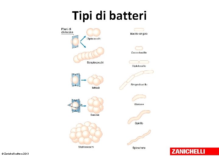 Tipi di batteri © Zanichelli editore 2013 
