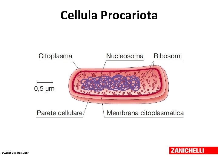 Cellula Procariota © Zanichelli editore 2013 