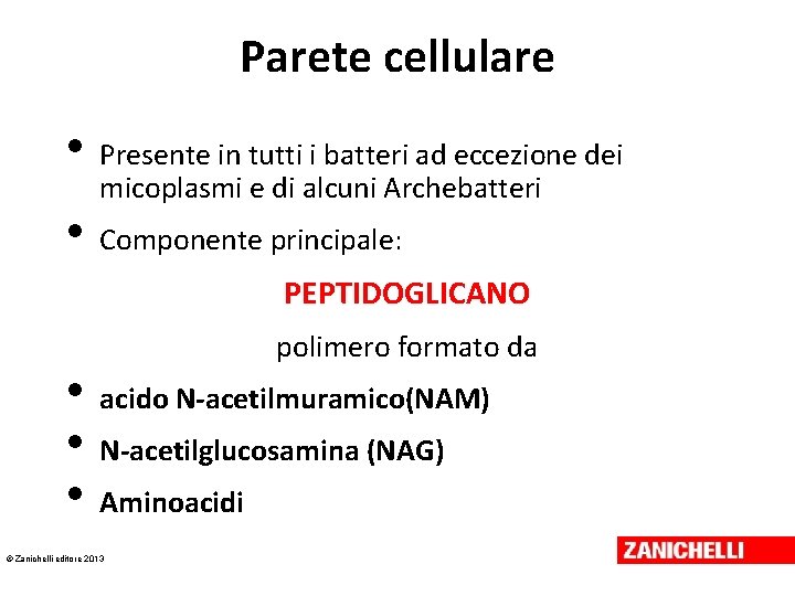 Parete cellulare • • Presente in tutti i batteri ad eccezione dei micoplasmi e