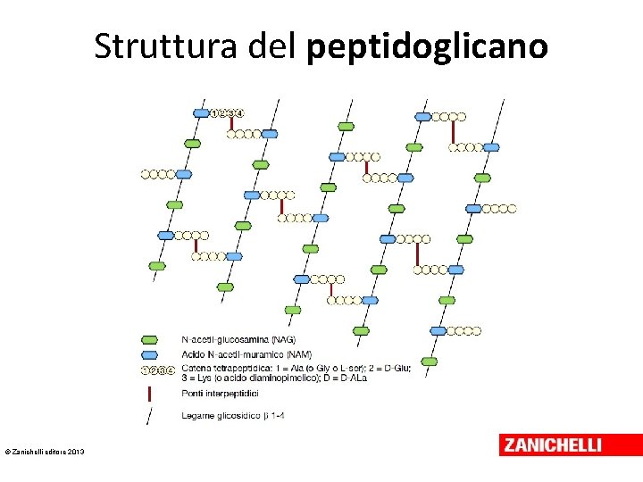 Struttura del peptidoglicano © Zanichelli editore 2013 