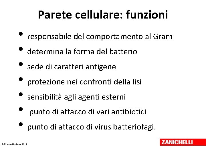 Parete cellulare: funzioni • responsabile del comportamento al Gram • determina la forma del