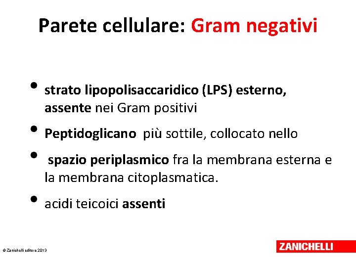 Parete cellulare: Gram negativi • strato lipopolisaccaridico (LPS) esterno, assente nei Gram positivi •